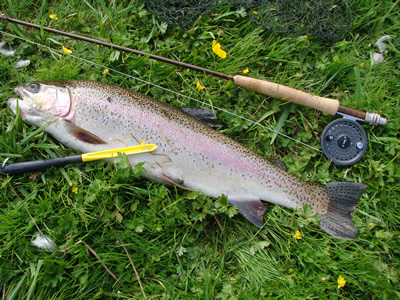 Rainbow trout and chub eggs